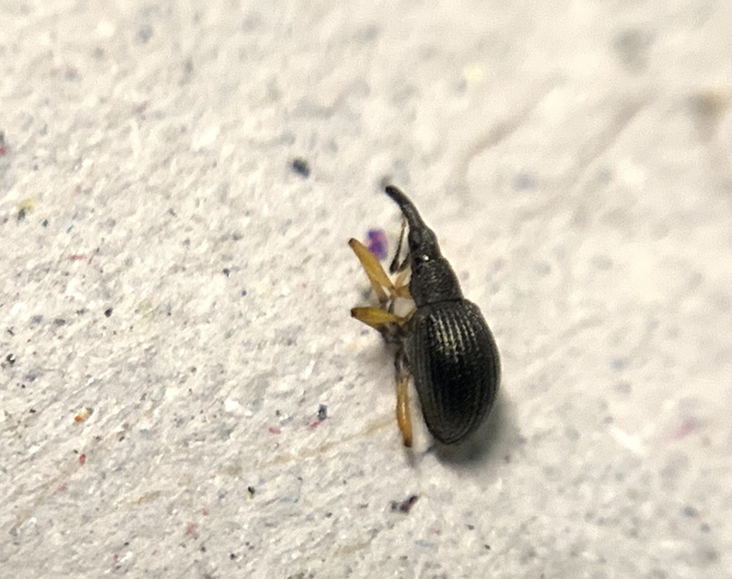 Protapion fulvipes - vadhere-cickányormányos Protapion fulvipes - vadhere-cickányormányos