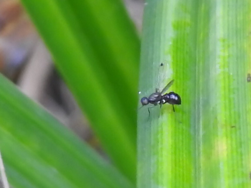 Sepsidae - billegetőlégyfélék