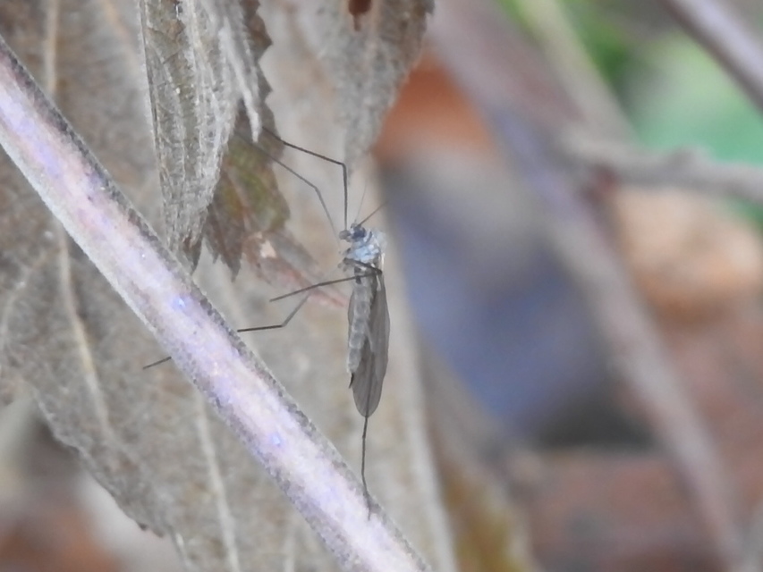 Trichocera