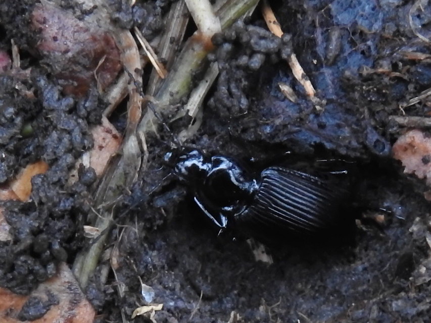 Limodromus krynickii - feketelábú kisfutó