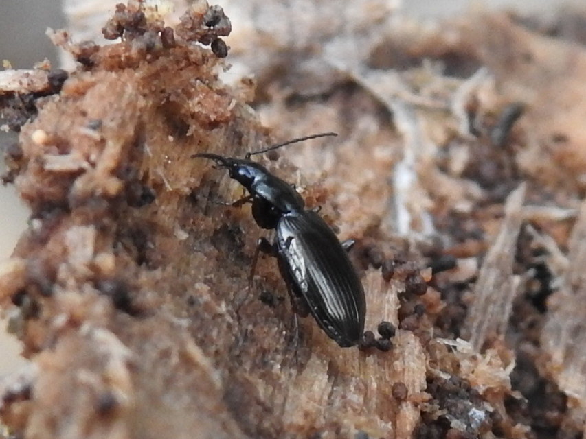 Agonum micans - ligeti kisfutó