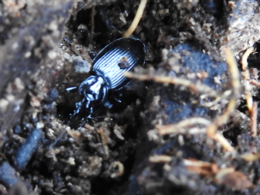 Limodromus krynickii - feketelábú kisfutó