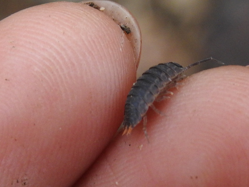 Trachelipus