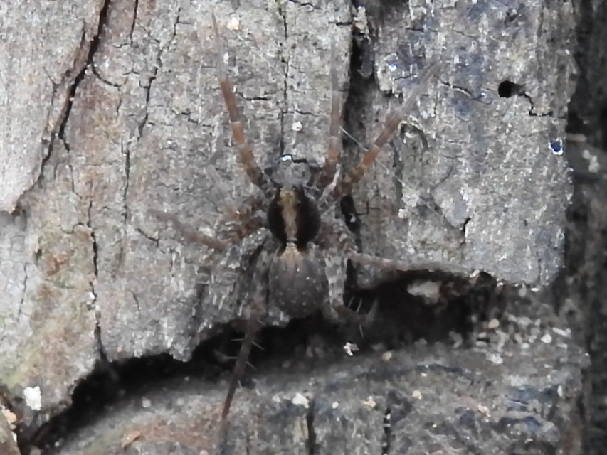 Pardosa alacris/lugubris