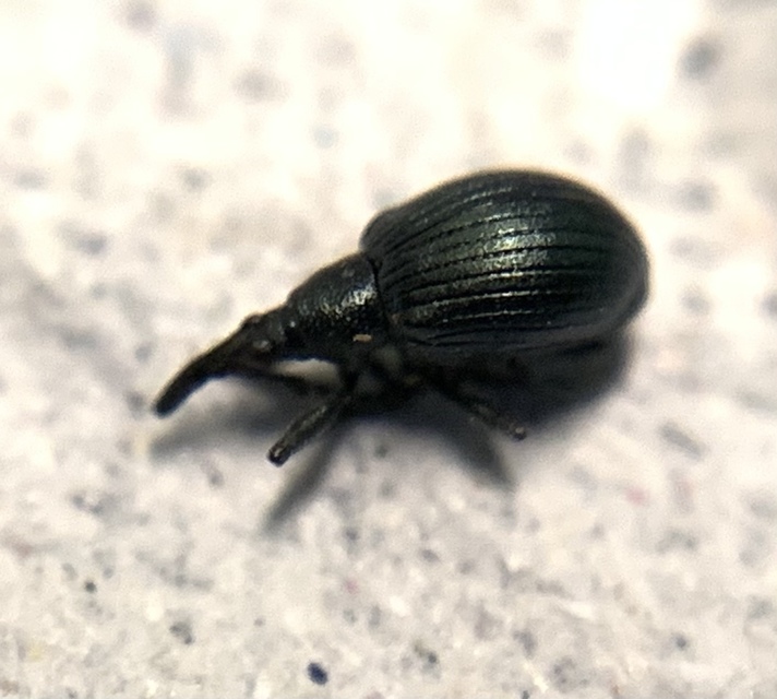 Eutrichapion punctiger - bükkönyrontó cickányormányos Eutrichapion punctiger - bükkönyrontó cickányormányos