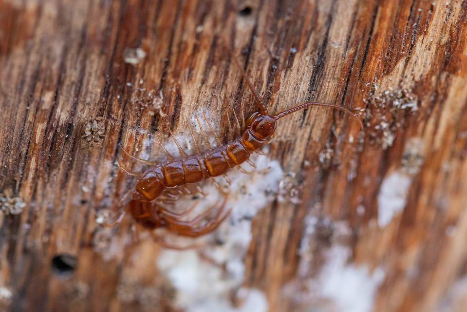 Lithobiidae