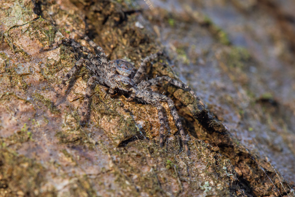 Philodromus poecilus - cifra karolópók