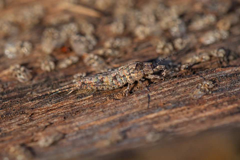 Archaeognatha - Ugróősrovarok