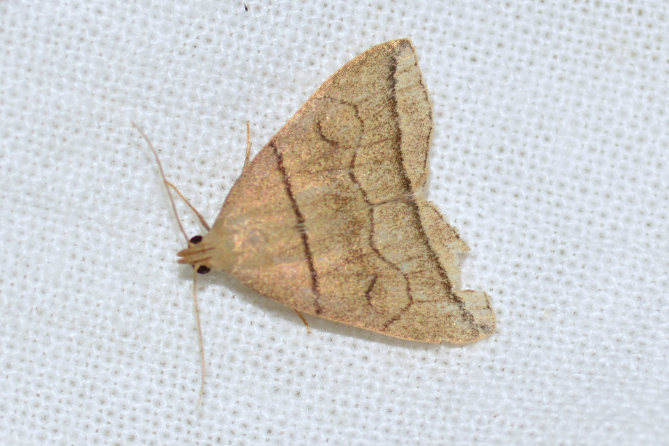 Herminia grisealis - ligeti karcsúbagoly