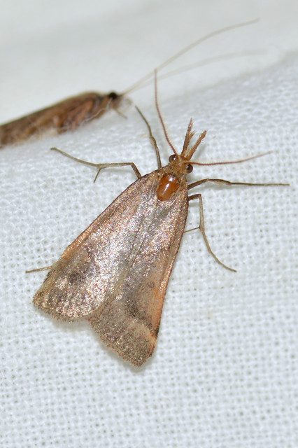 Synaphe punctalis - hosszúlábú fényilonca