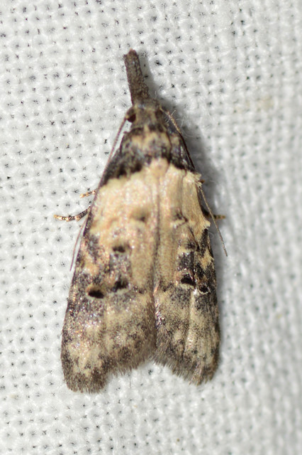 Carposina scirrhosella - közönséges csipkebogyómoly