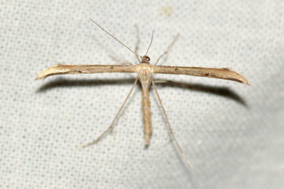 Emmelina monodactyla/argoteles