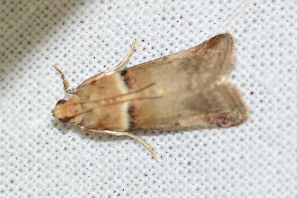 Acrobasis tumidana - bordás karcsúmoly