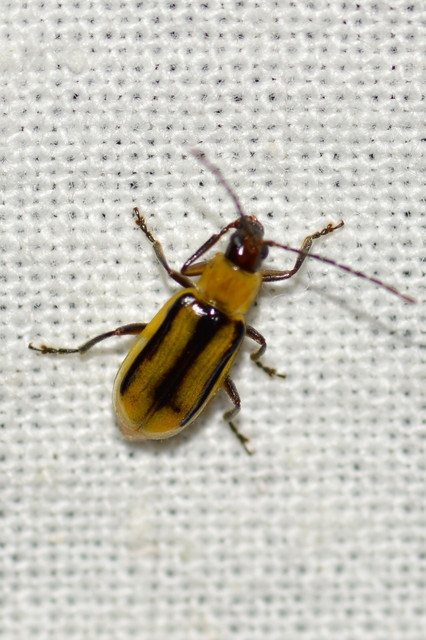 Diabrotica virgifera - amerikai kukoricabogár
