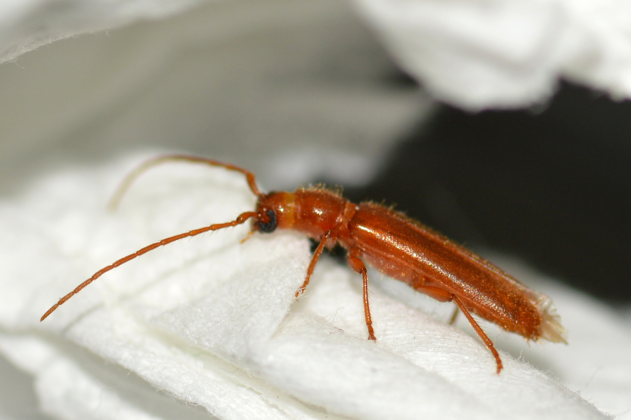 Lioderina linearis - mandulacincér