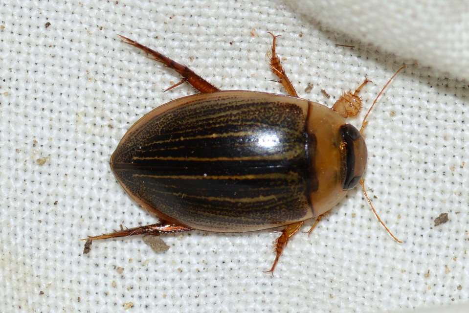 Hydaticus grammicus - déli mocsáricsíkbogár