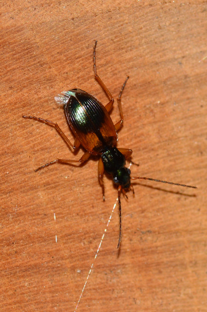 Anchomenus dorsalis - hátfoltos kisfutó