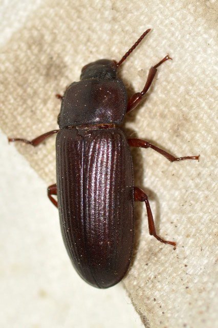 Tenebrio molitor - közönséges lisztbogár