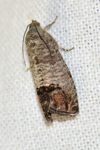 Cydia pomonella - almamoly