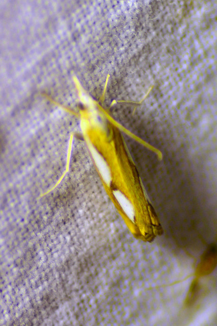 Catoptria pinella - ezüstös fűgyökérmoly