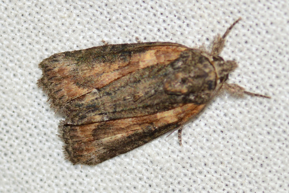 Bryophila raptricula/felina