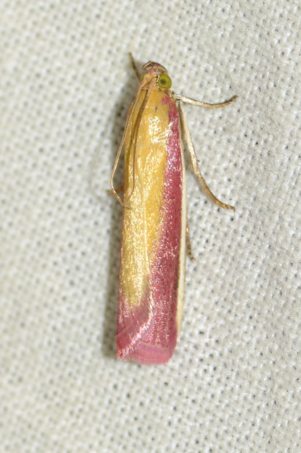 Oncocera semirubella - lucernamoly