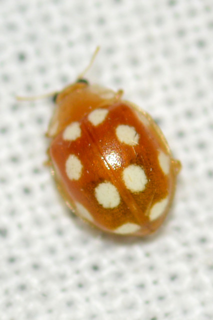 Vibidia duodecimguttata - tizenkétcseppes füsskata