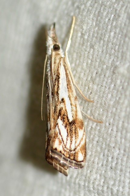 Catoptria falsella - hálós fűgyökérmoly