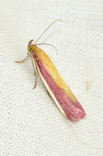 Oncocera semirubella - lucernamoly