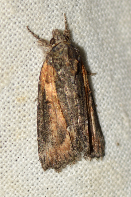 Bryophila raptricula/felina