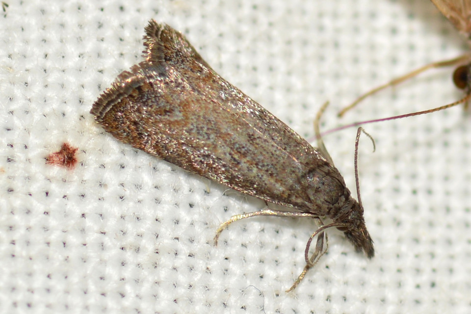 Platytes cerussella - törpe fűgyökérmoly