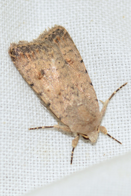Paradrina clavipalpis - közönséges selymesbagoly
