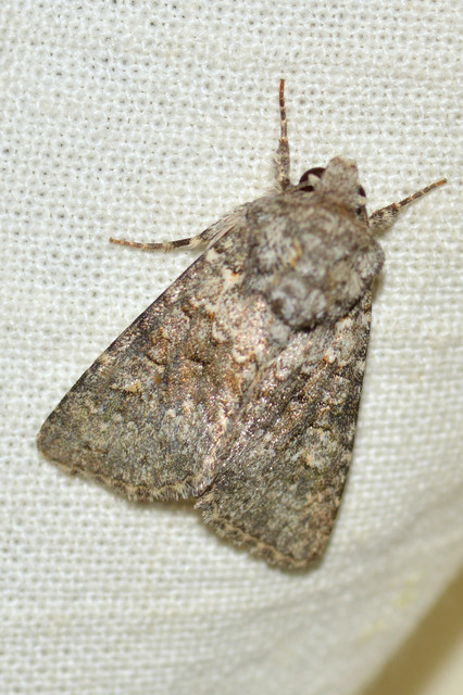 Hecatera dysodea - parajbagoly