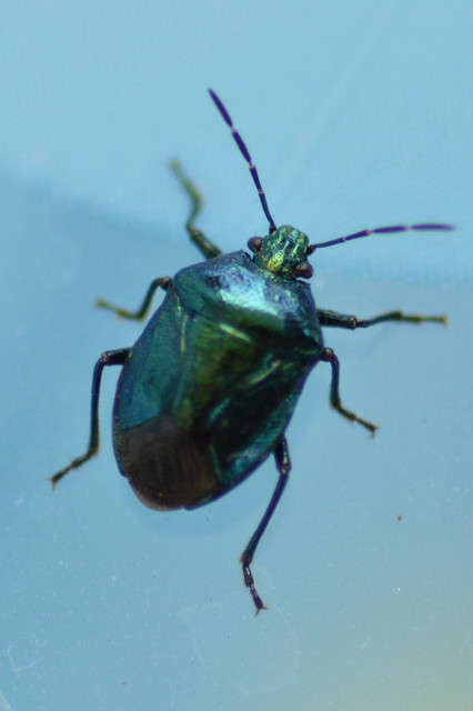 Zicrona caerulea - acélkék poloska Zicrona caerulea - acélkék poloska