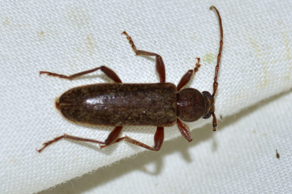 Trichoferus campestris - szállóvendég éjicincér
