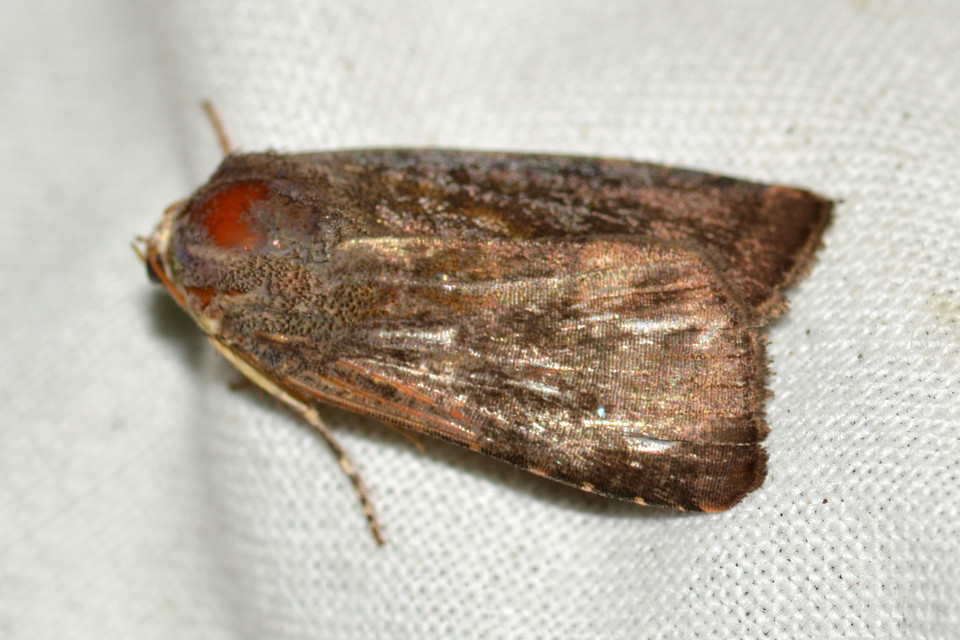 Noctua janthe/janthina
