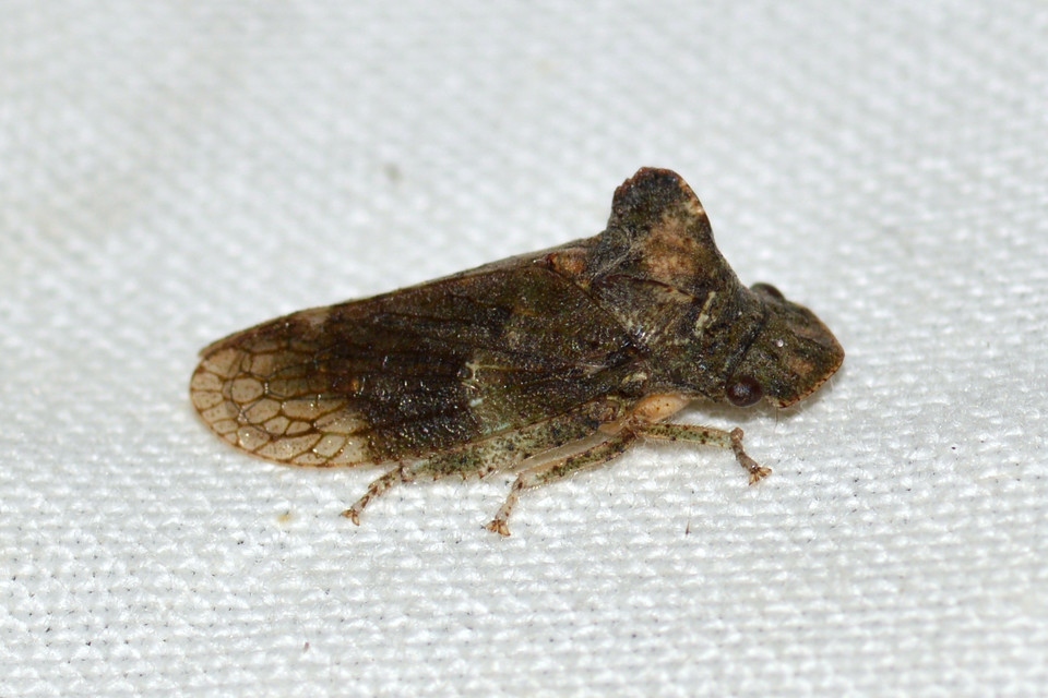 Ledra aurita - füleskabóca