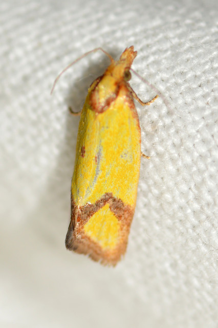 Agapeta zoegana - barnacsíkos sárgamoly