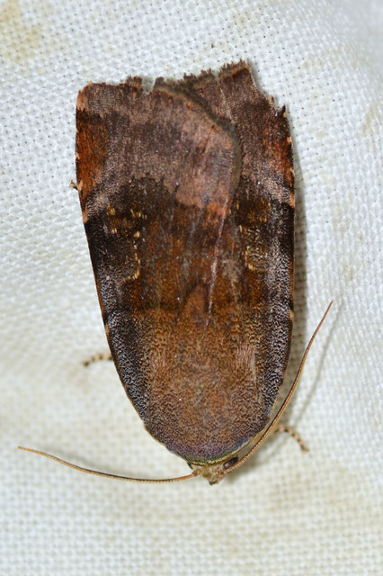 Noctua janthe/janthina