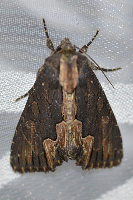 Dypterygia scabriuscula - szurokbarna nyáribagoly