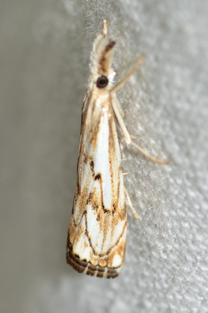 Catoptria falsella - hálós fűgyökérmoly