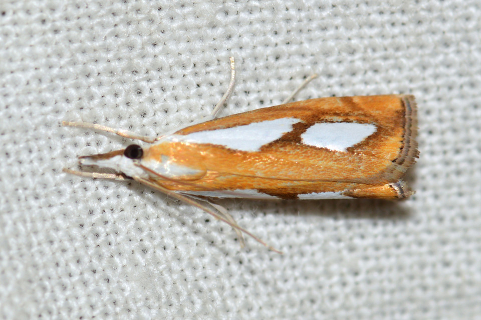 Catoptria pinella - ezüstös fűgyökérmoly