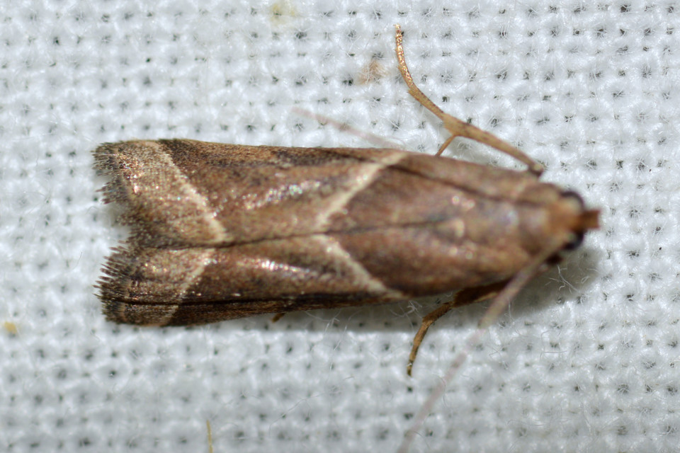 Nyctegretis lineana - agátszínű karcsúmoly