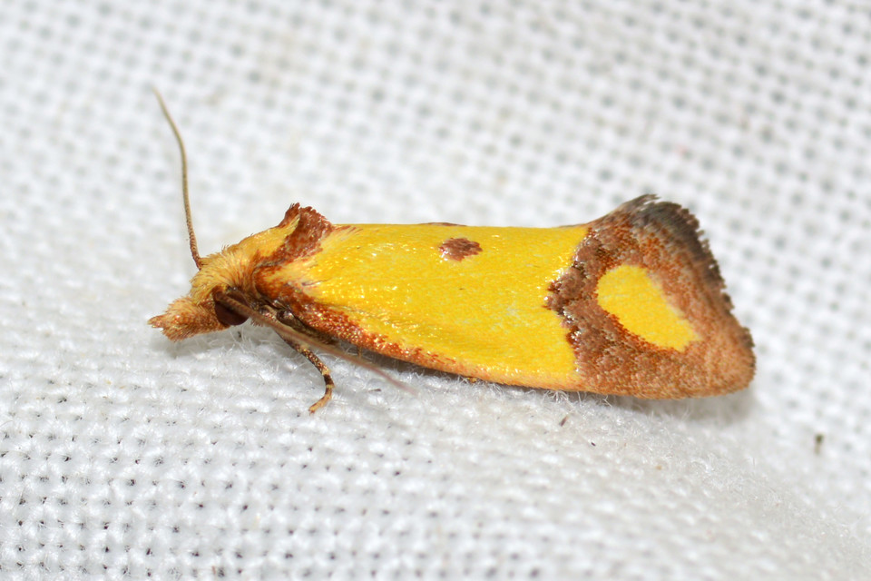Agapeta zoegana - barnacsíkos sárgamoly