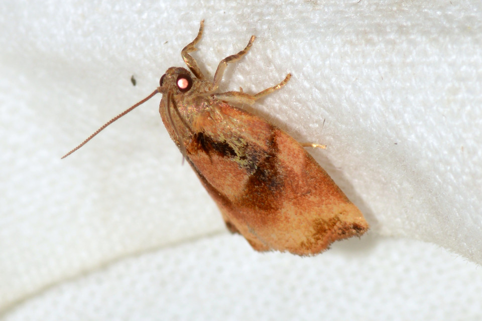 Archips podana - dudvarágó sodrómoly