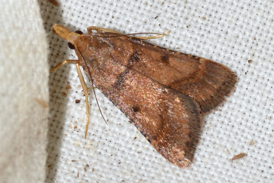 Stemmatophora brunnealis - barna fényilonca