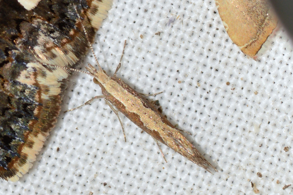 Plutella xylostella - káposztamoly