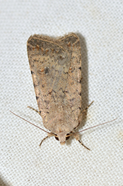Paradrina clavipalpis - közönséges selymesbagoly