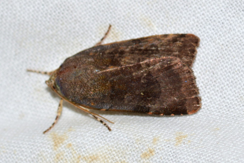 Noctua janthe/janthina