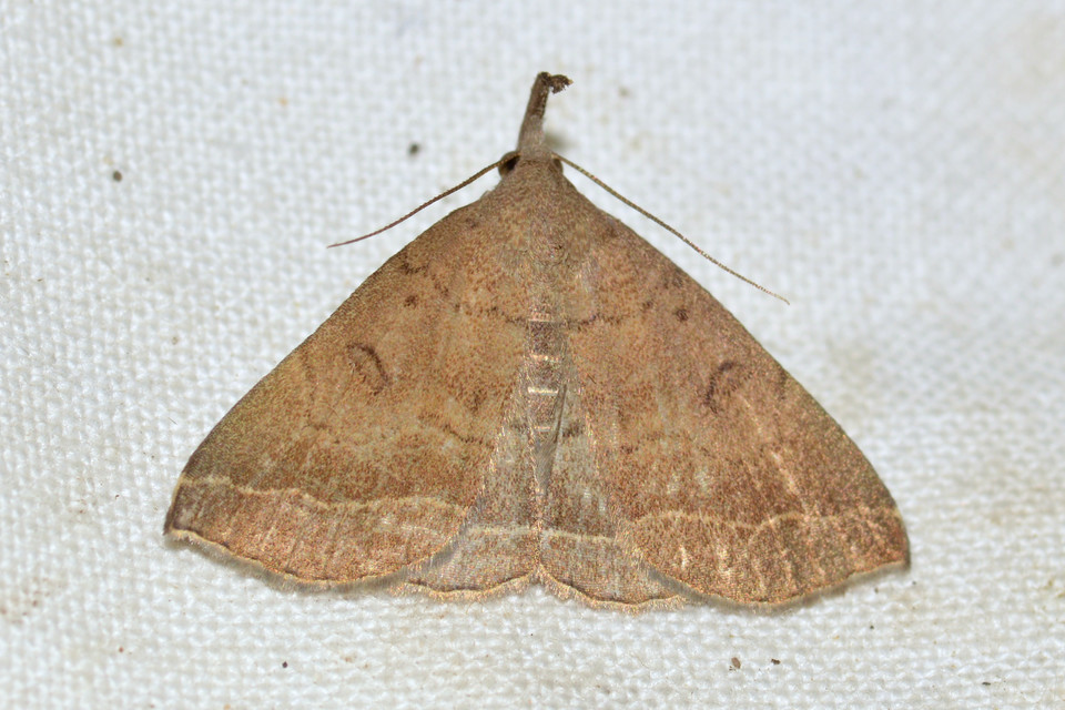 Pechipogo plumigeralis - tollascsápú karcsúbagoly